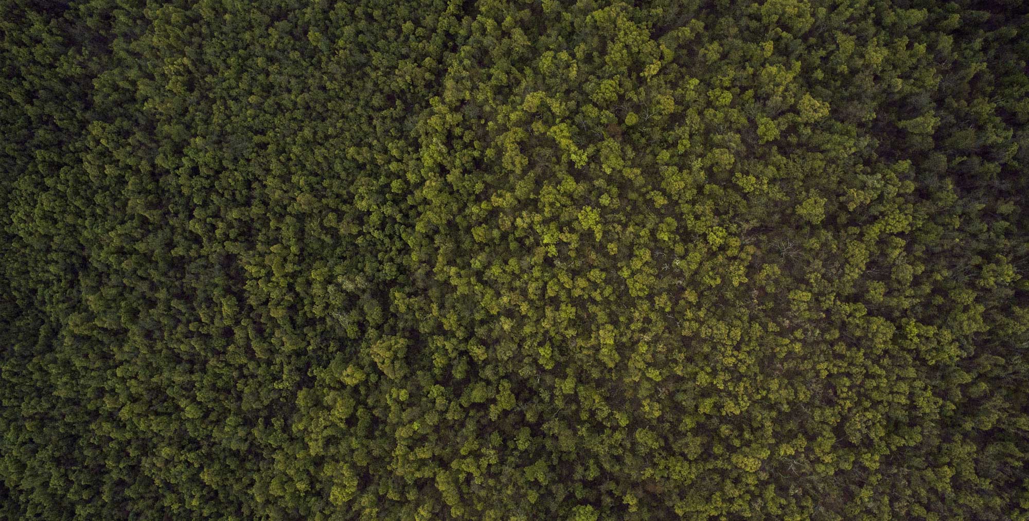 BIRD EYE SHOTS